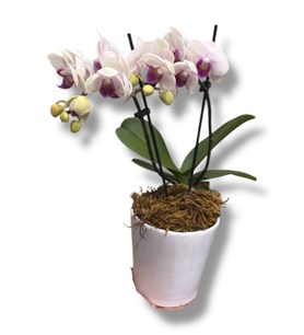 beyaz mor orkide, saksı çiçeği karaman, seramik saksılı orki